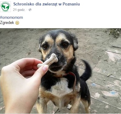 schroniskobukowskatekst