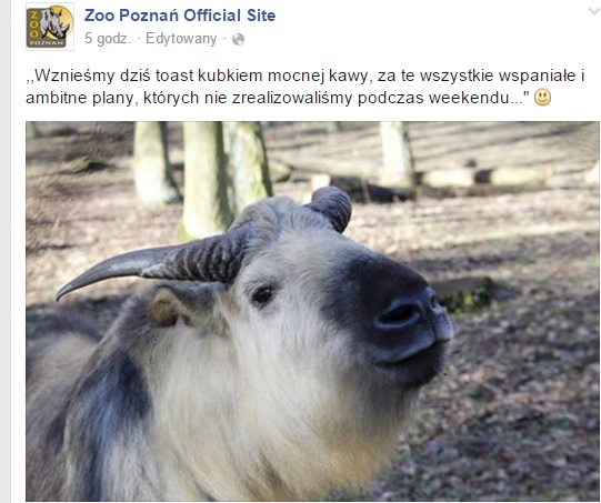 weekendowezwierzatko