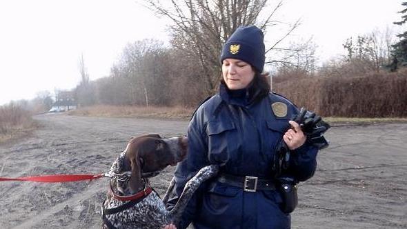 piesstrazmiejskatekst