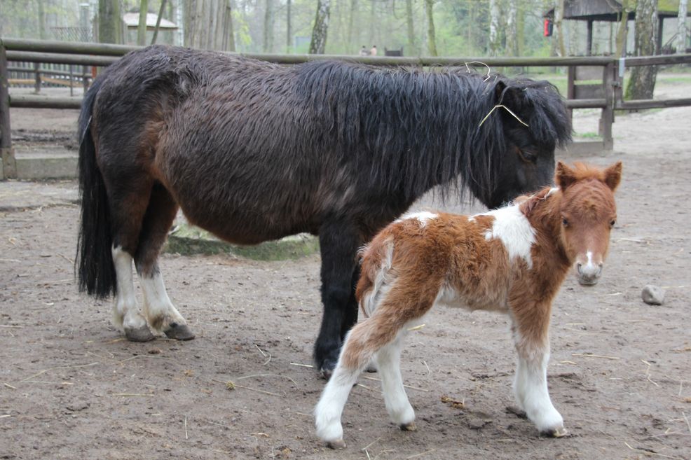 Kucyki Czacza z mamą Gryzeldą