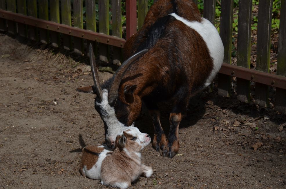 koziołek Tadzik i jego mam - Kolorowa