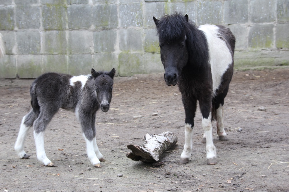 kucyki Rumba z mamą  Romką