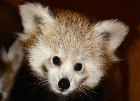 PANDKI RUDE W POZNAŃSKIM ZOO